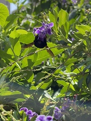 Xylocopa