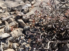 Eriogonum microtheca
