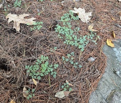 Capnoides sempervirens