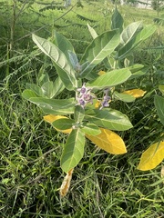Calotropis gigantea