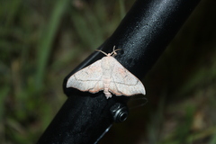 Cicinnus melsheimeri