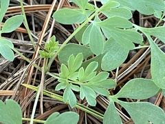 Capnoides sempervirens