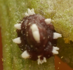 Ceroplastes sinensis