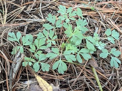 Capnoides sempervirens