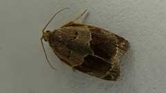 Clepsis dumicolana