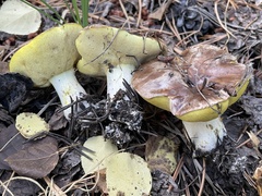 Suillus brevipes