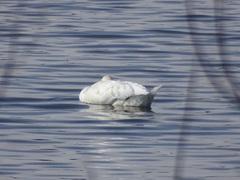 Cygnus columbianus