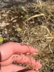 Eragrostis