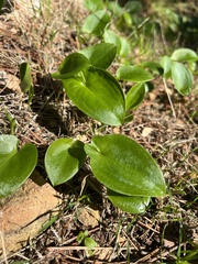 Arisarum vulgare