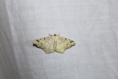 Macaria bisignata