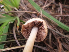 Agaricales