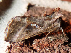 Autographa precationis