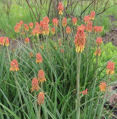 Kniphofia