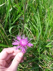 Centaurea jacea