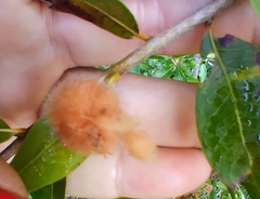 Neuroterus laurifoliae