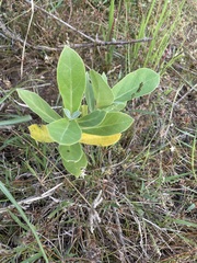 Chromolaena odorata