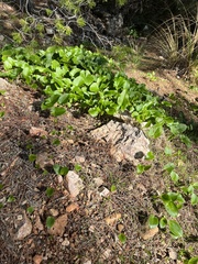 Arisarum vulgare