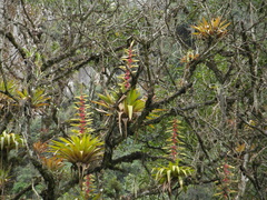 Tillandsia fendleri