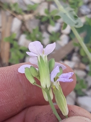 Brassiceae