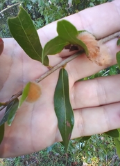 Neuroterus laurifoliae