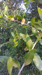 Neuroterus laurifoliae