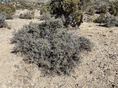 Cercocarpus intricatus