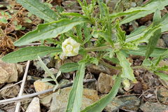 Chamaesaracha coronopus