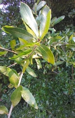 Neuroterus laurifoliae