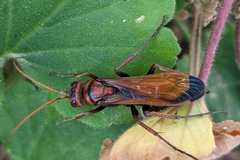 Cryptocheilus discolor