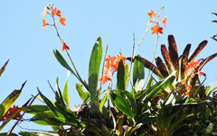 Prosthechea vitellina