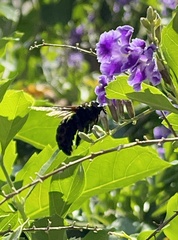 Xylocopa
