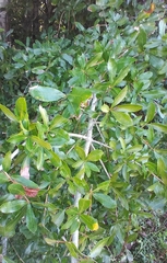 Neuroterus laurifoliae