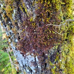 Frullania tamarisci