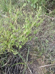 Ocimum tenuiflorum