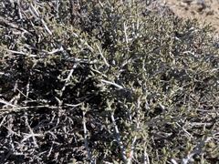 Cercocarpus intricatus