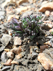 Werneria esquilachensis