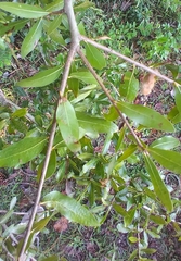 Neuroterus laurifoliae