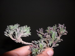 Werneria esquilachensis