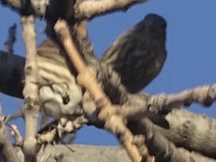 Haemorhous purpureus