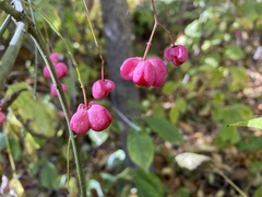 Euonymus atropurpureus