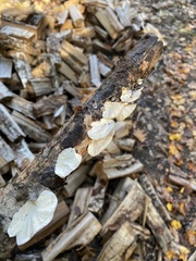 Trametes conchifer