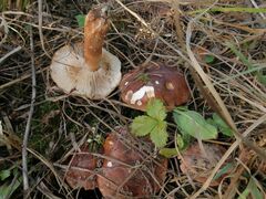 Tricholoma fracticum