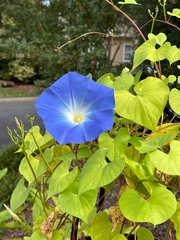 Ipomoea tricolor