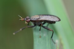 Coremacera marginata