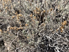 Artemisia tridentata tridentata