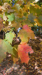 Acer saccharum