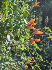 Eccremocarpus scaber