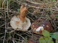 Tricholoma fracticum