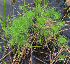 Cyperus prolifer