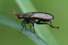 Coremacera marginata